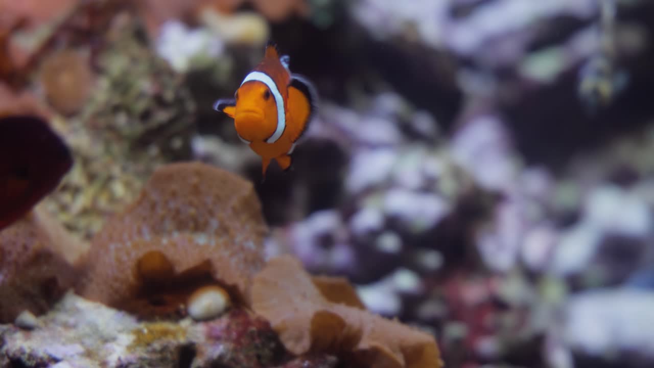 Pesce d'acqua salata d'attualità, pesce pagliaccio Anemonefish