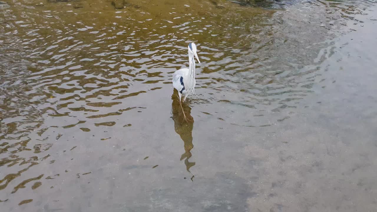 garza gris caminando en un estanque de aguas poco profundas en el arroyo yanjae de seúl