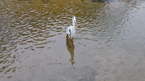 Graureiher,-Der-In-Einem-Seichten-Wasser-Des-Teichs-Im-Seoul-Yanjae-Stream-Spazieren-Geht