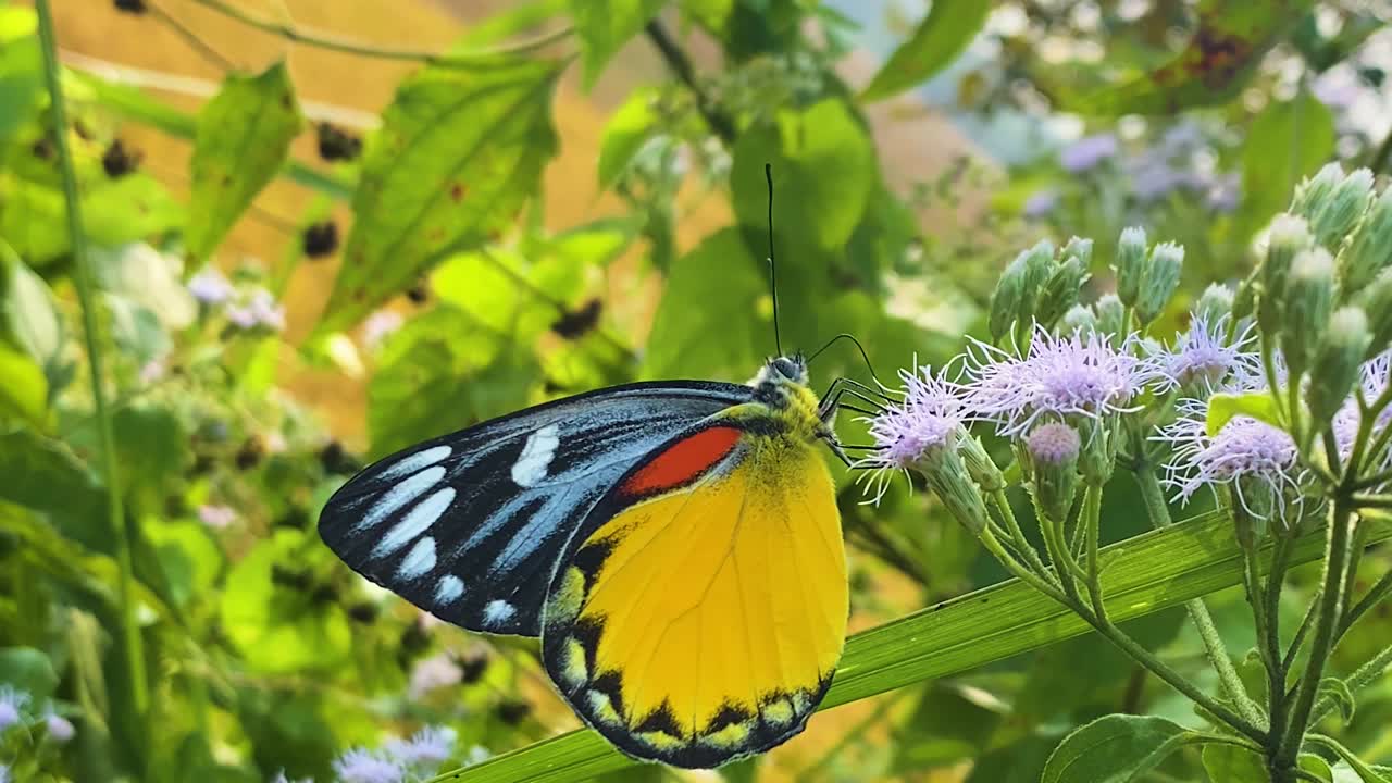 Delicata farfalla Jezebel Redspot appoggiata su colorati fiori di erba siamese che ondeggiano nella brezza