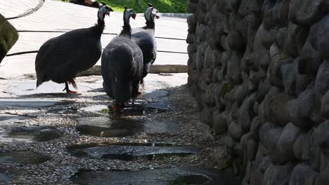 black feathered female turkeys walk around the hatchery