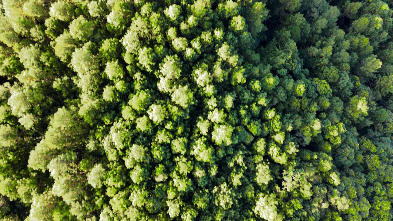 Aerial top down view of tops of lush green trees at the forest in the morning with The rays of the rising sun illuminates part of the forest