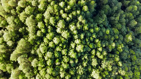 Luftaufnahme-Von-Oben-Nach-Unten-Auf-Die-Gipfel-üppiger-Grüner-Bäume-Im-Wald-Am-Morgen-Mit-Den-Strahlen-Der-Aufgehenden-Sonne,-Die-Einen-Teil-Des-Waldes-Erhellen