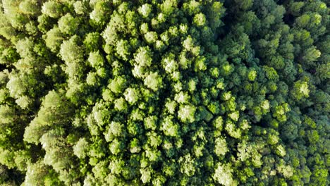 vista aérea de arriba hacia abajo de las cimas de los árboles verdes exuberantes en el bosque por la mañana con los rayos del sol naciente ilumina parte del bosque