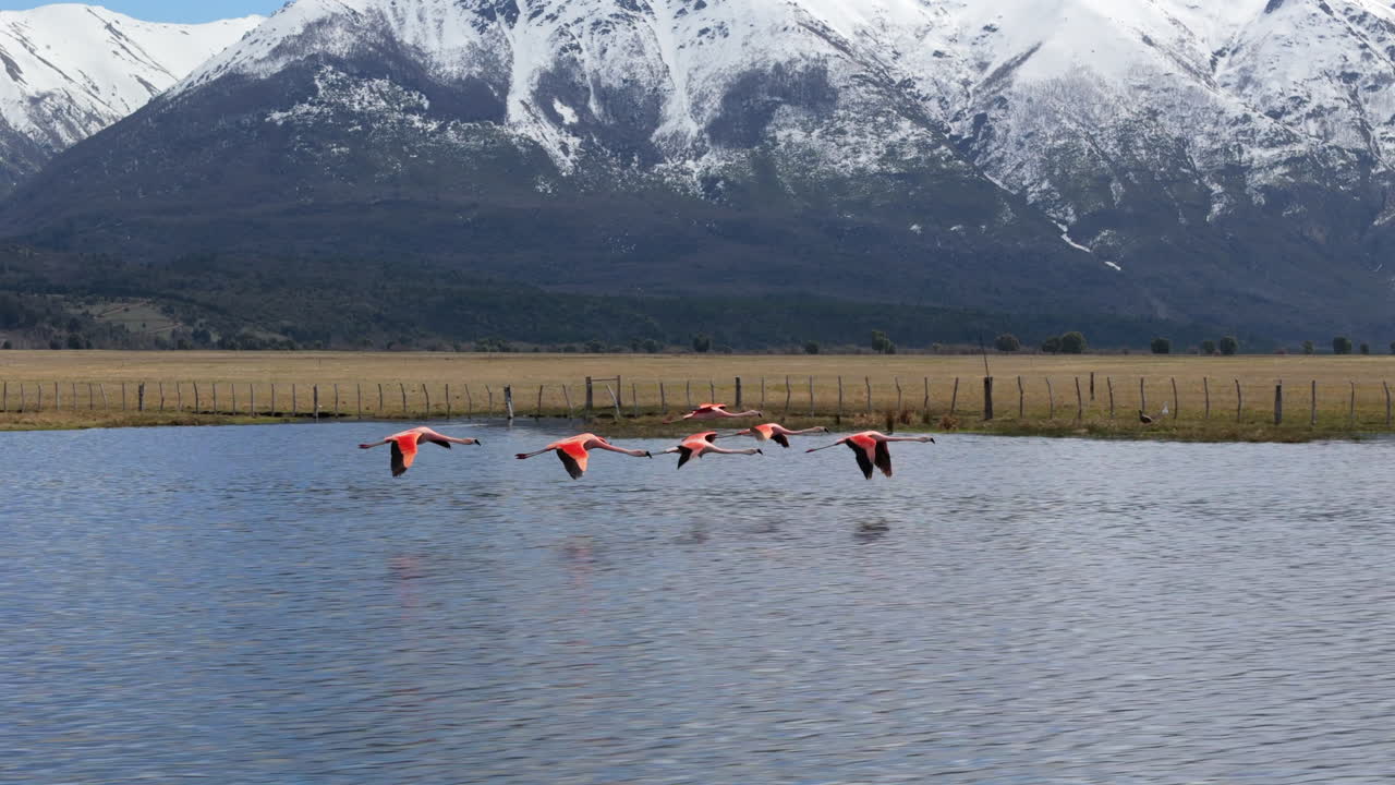 함께 날아다니는 플라밍고, 배경에 눈 인 산, 아름다운 호수, 서사시적인 클로즈업 드론 추적, chubut, 아르헨티나