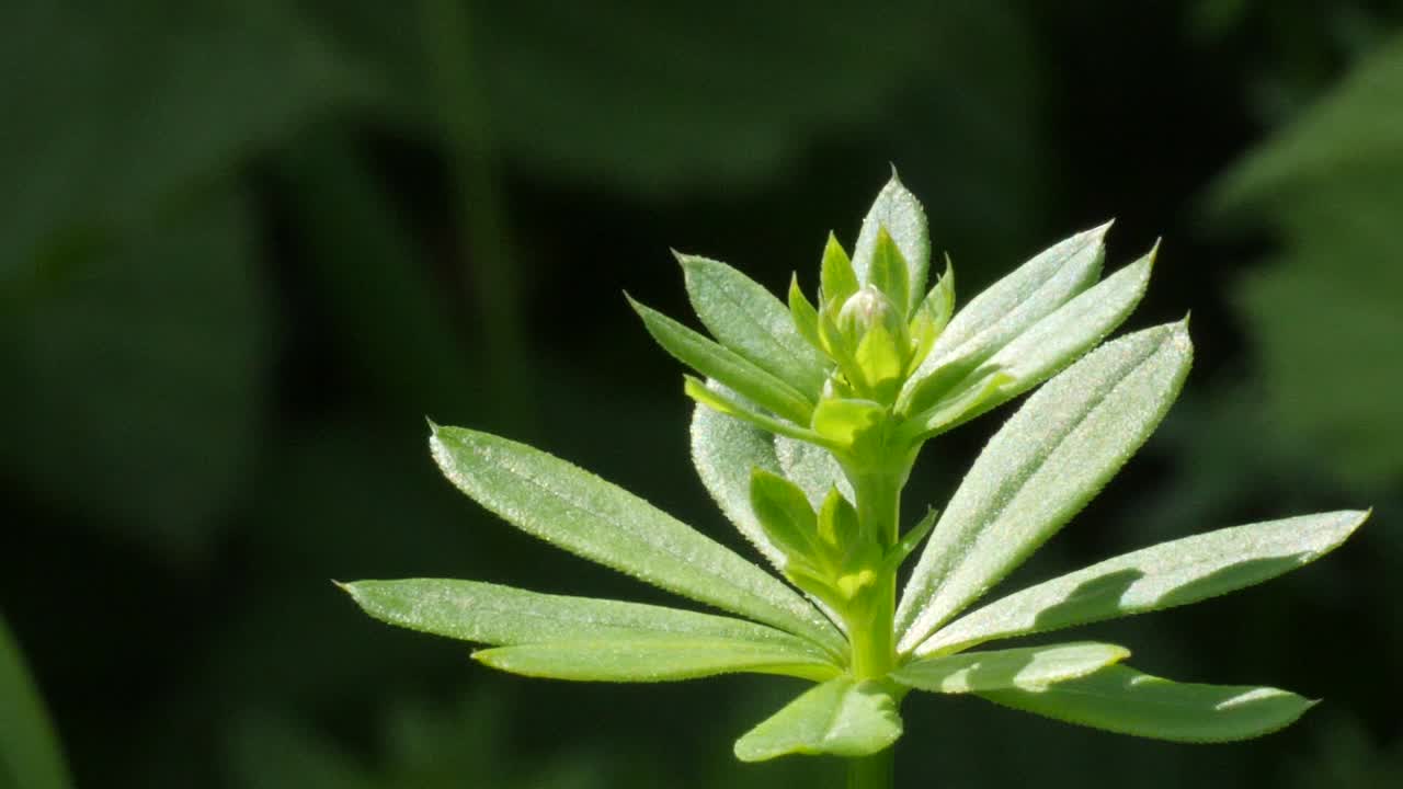 tiro macro de una hermosa mosca dragón azul volando lejos de una planta verde en cámara lenta