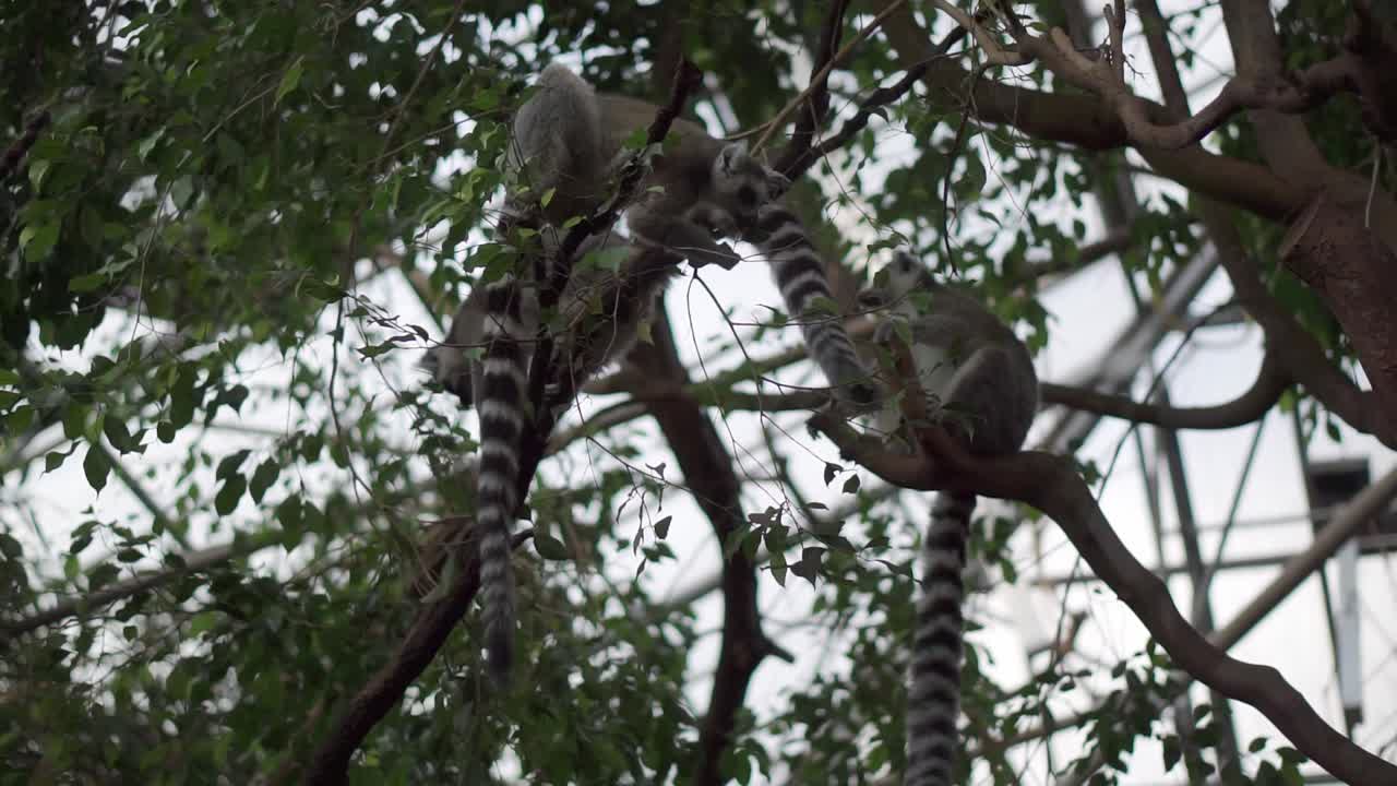 a beautiful lemur walking down a tree chewing its food