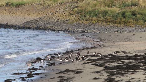 oystercatchers haematopus ostralegus and gulls on shoreline netherlands