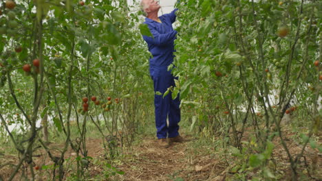hombre maduro trabajando en una granja