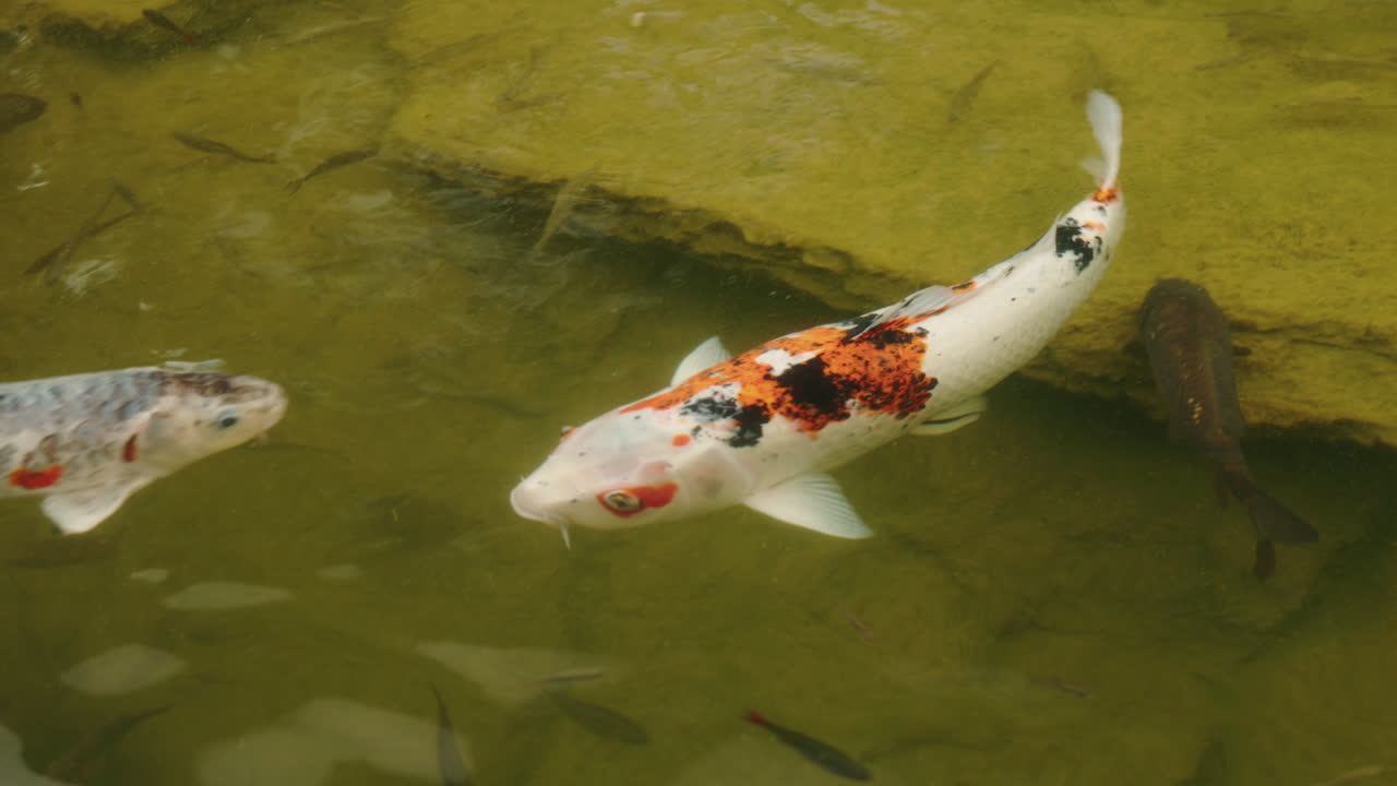peces koi en un estanque