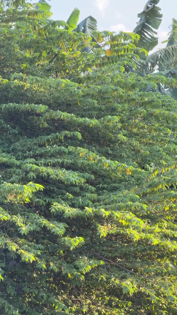 Albero verde lussureggiante che ondeggia dolcemente nella brezza