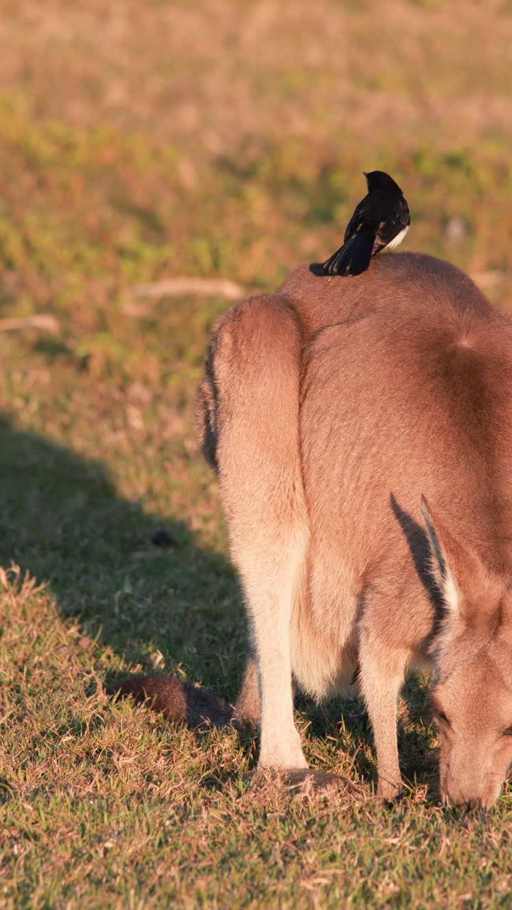 Un uccello Willie Wagtail si posa su un cucciolo di canguro che pascola in un campo australiano illuminato dal sole, con un'illuminazione calda e naturale e un'inquadratura stabile della telecamera