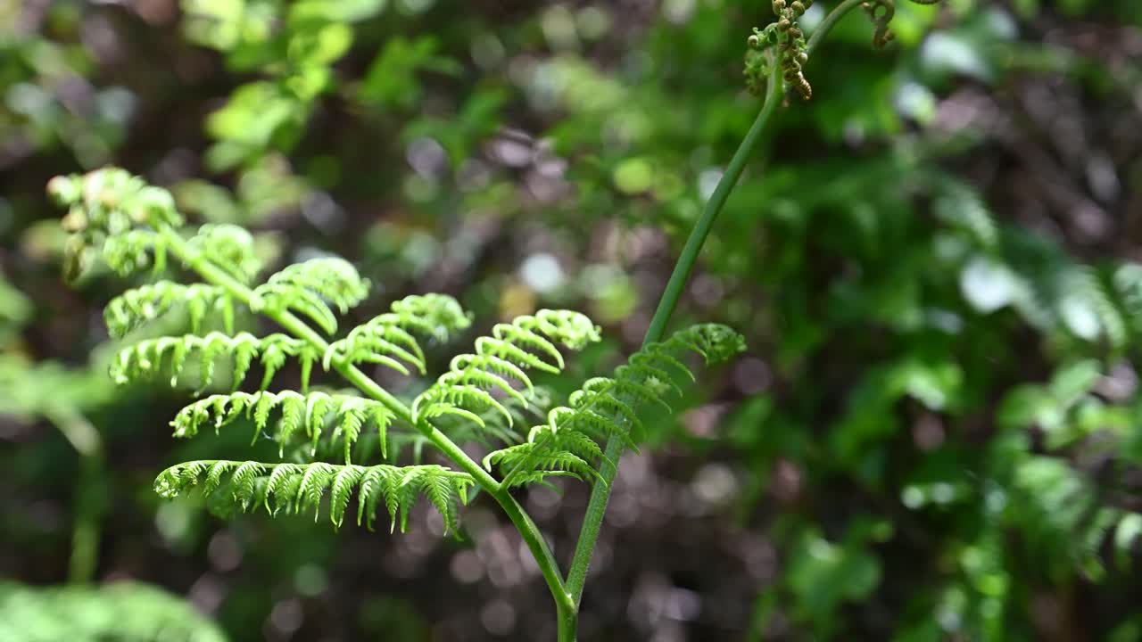 helecho verde brillante en la brisa suave contra el fondo de bocca en la luz del sol brillante