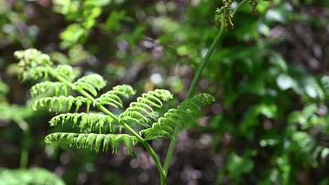 Bright-green-fern-in-gentle-breeze-against-bocca-background-in-bright-sunlight