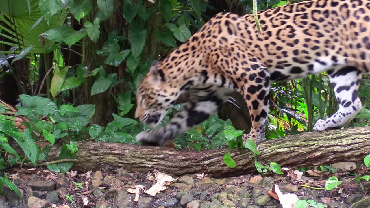 un hermoso jaguar camina por un río en la selva 3