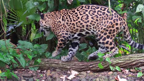 a beautiful jaguar walks through a river in the jungle 3