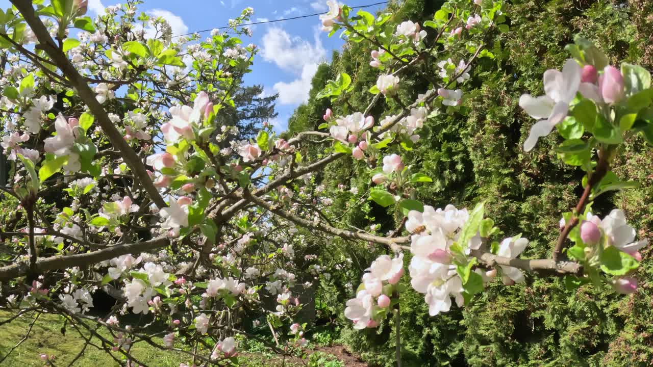 Blooming apple trees in a sunny spring garden full of blossoms.