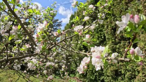 blooming apple trees in a sunny spring garden full of blossoms.