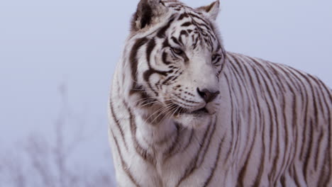 Weißer-Tiger-Blickt-In-Richtung-Kamera-Und-Fokussiert-Seitwärts-–-Mittlere-Aufnahme