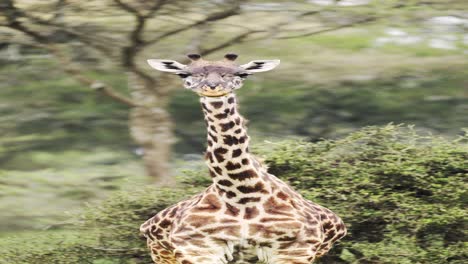 girafa retrato en primer plano en áfrica, animales africanos vida silvestre safari video de animales verticales para redes sociales, instagram reels y tiktok de girafa en un bosque en el parque nacional del serengeti en áfrica