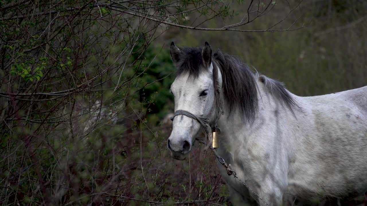caballo blanco hambriento con campana en el halter agarra las hojas del arbusto