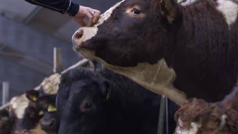 human hand stroked by the head of a red norwegian oxen