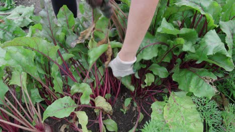 person picking beetroot in the garden.  high angle