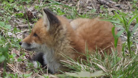 a cute cub of a red fox lies in the grass