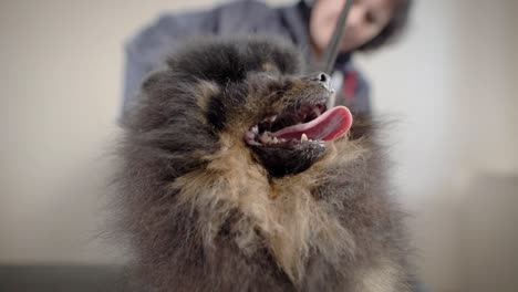 a cute and funny dog is in a modern spa for animals with tongue out, the hairdresser combs her hair comb