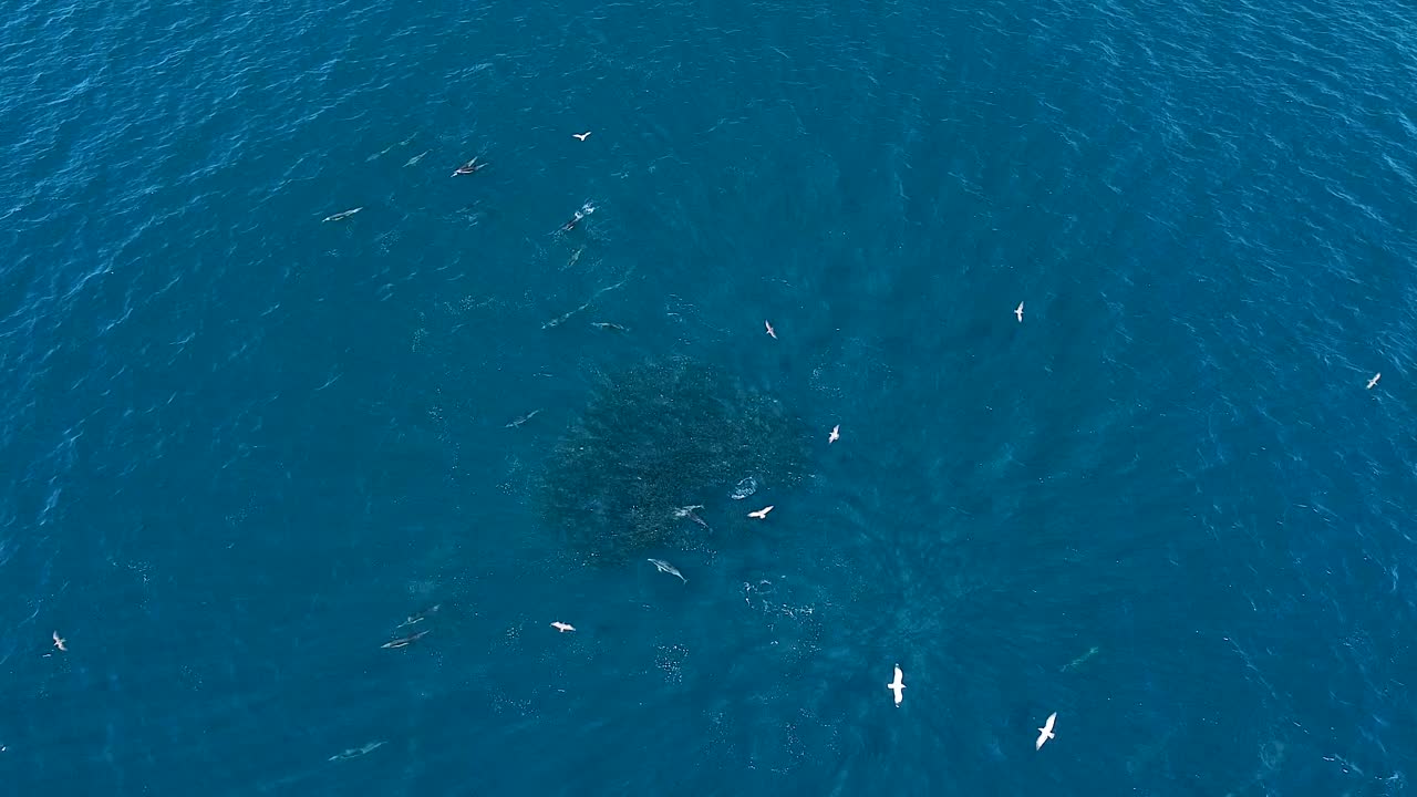 미끼 학교에서 먹이를 먹고 있는 돌고래의 조감도