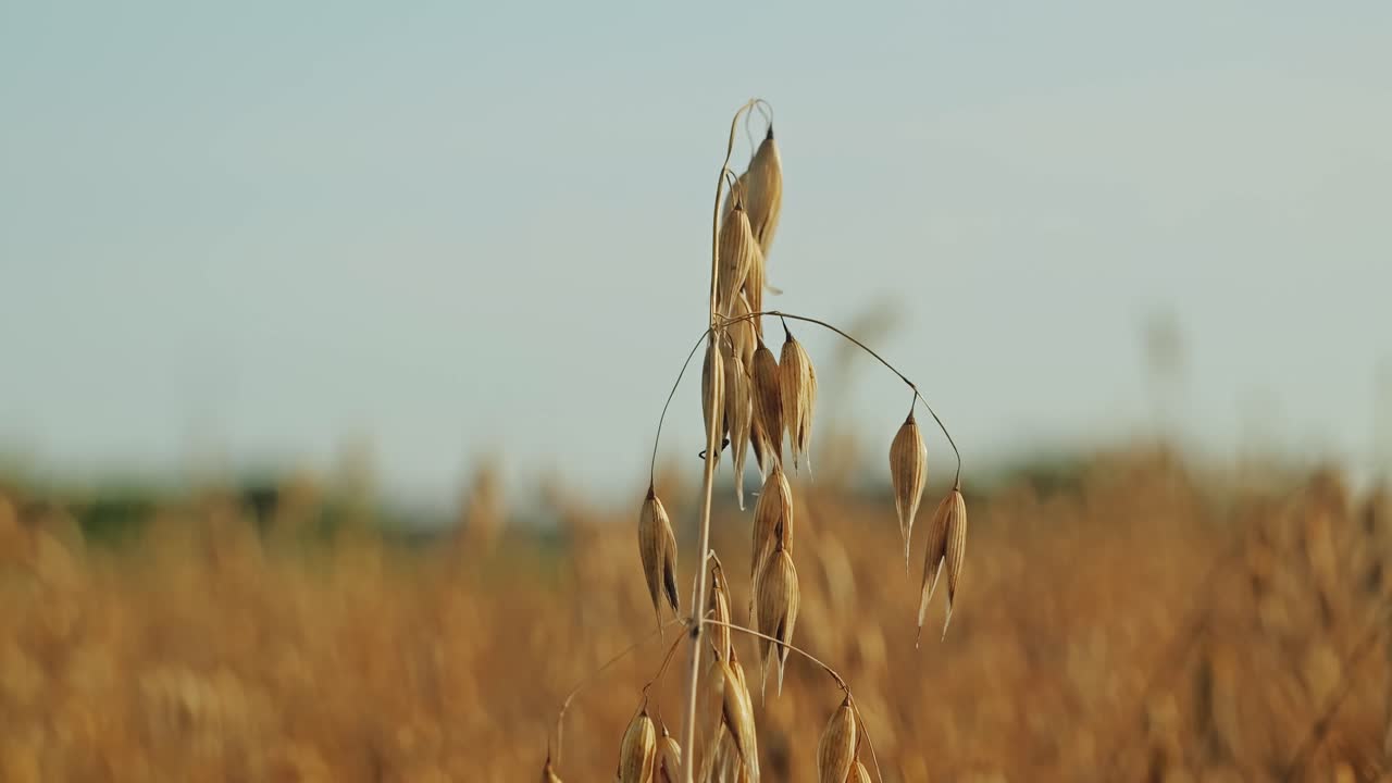 Close view of oats moving slowly, wind across European farmland at harvest time