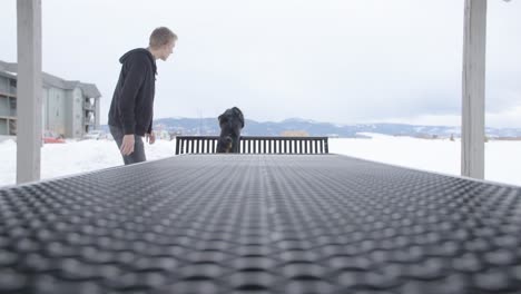 dog jumping over bench in slow motion, 4k