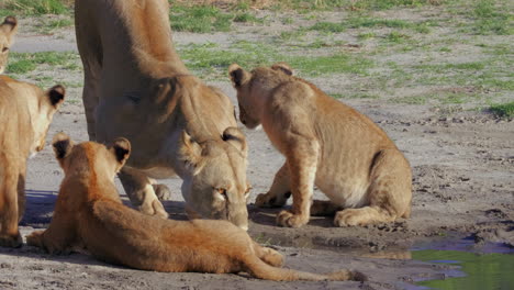 Leona-Y-Cachorros-Bebiendo-En-El-Pozo-De-Agua-En-Savuti,-Botswana,-áfrica