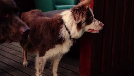 algunos primeros planos asombrosos de un hermoso perro a la luz del atardecer