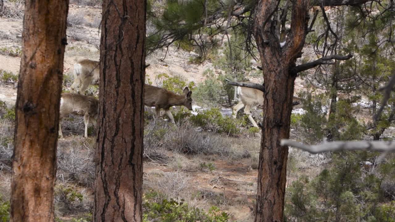 Cervi mulo nel Parco Nazionale del Bryce Canyon, Utah ad aprile, al rallentatore