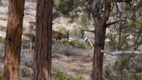 Bryce-Canyon-National-Park-Mule-Deers-Utah-in-april,-slow-motion