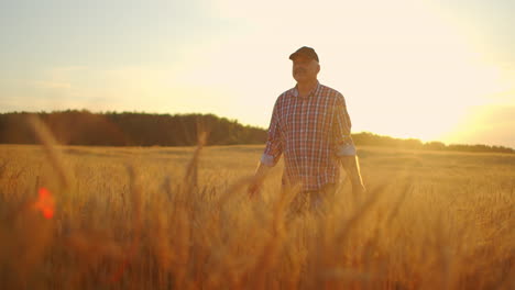 Man-agronomist-farmer-in-golden-wheat-field-at-sunset.-Male-looks-at-the-ears-of-wheat-rear-view.-Farmers-hand-touches-the-ear-of-wheat-at-sunset.-The-agriculturist-inspects-a-field-of-ripe-wheat.