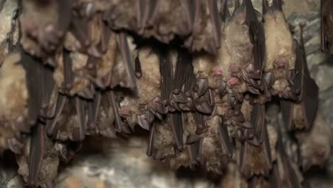 bats sleeping in a cave upside down