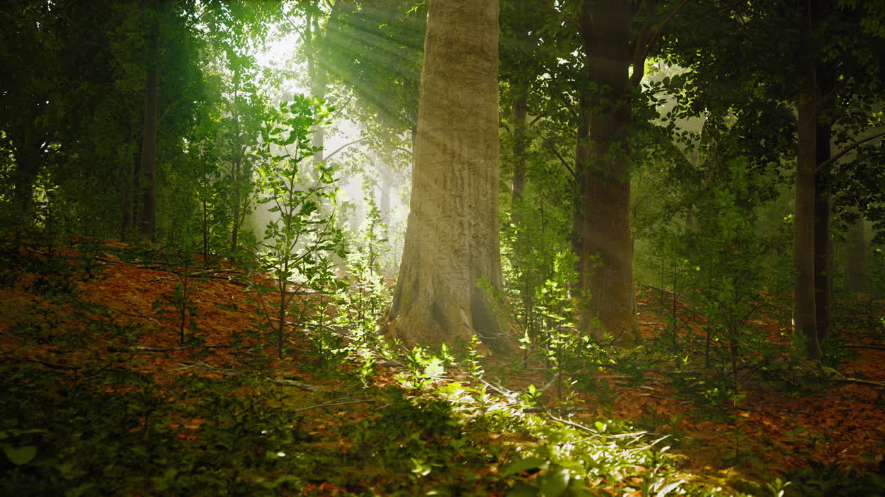 la luz que brilla en la naturaleza