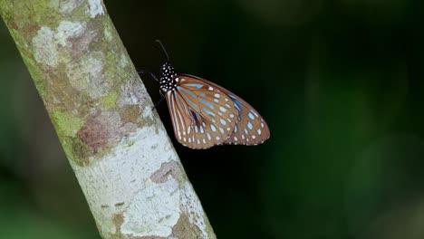 Camera-zooms-out-as-this-Dark-Blue-Tiger-perches-on-a-branch-deep-into-the-forest,-Tirumala-septentrionis,-Thailand