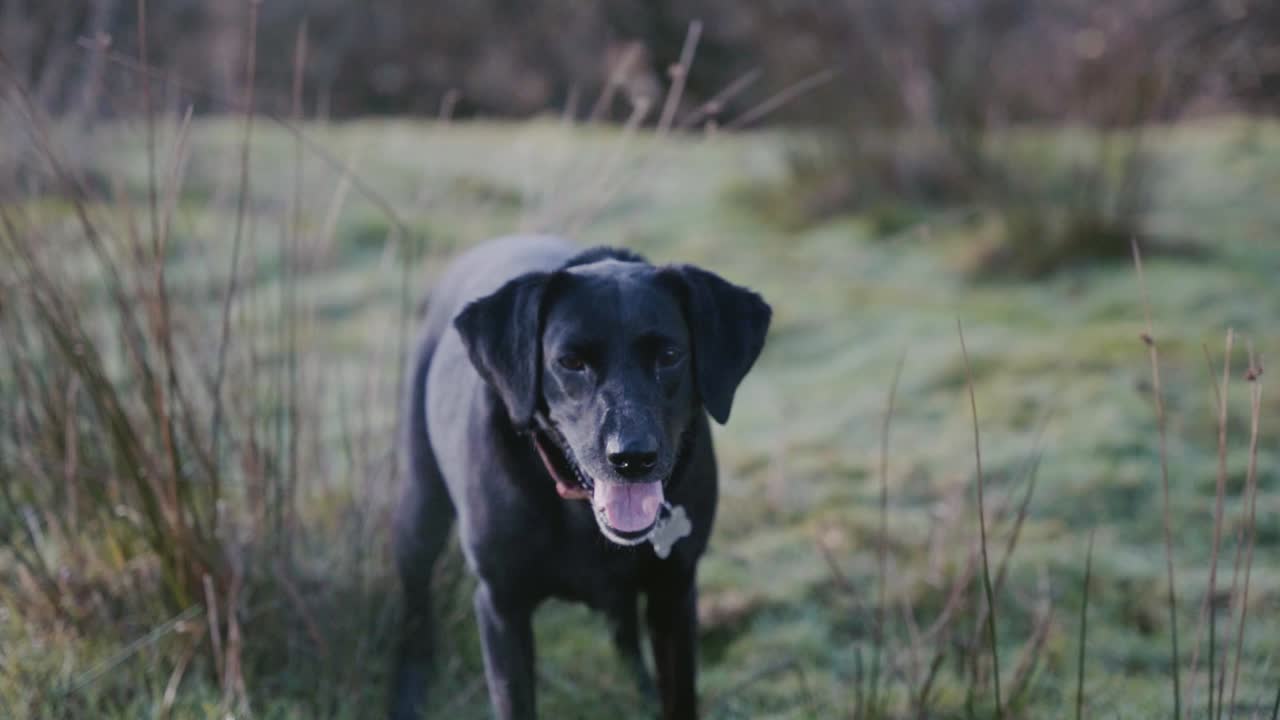 perro labrador negro en el campo ladrando y moviendo la cola, cámara lenta