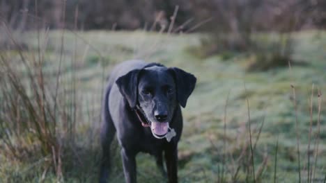 Perro-Labrador-Negro-En-El-Campo-Ladrando-Y-Moviendo-La-Cola,-Cámara-Lenta