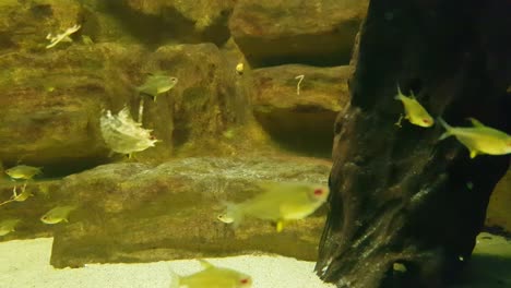 peces tetra de nariz roja