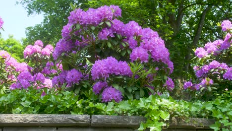 Gran-Arbusto-Lleno-De-Flores-De-Color-Púrpura