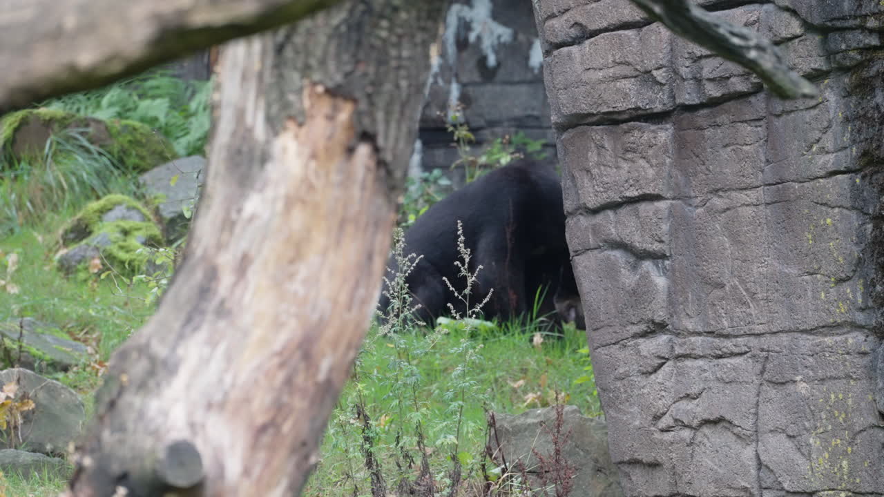 Malayan bear eating while standing on green grass behind rock