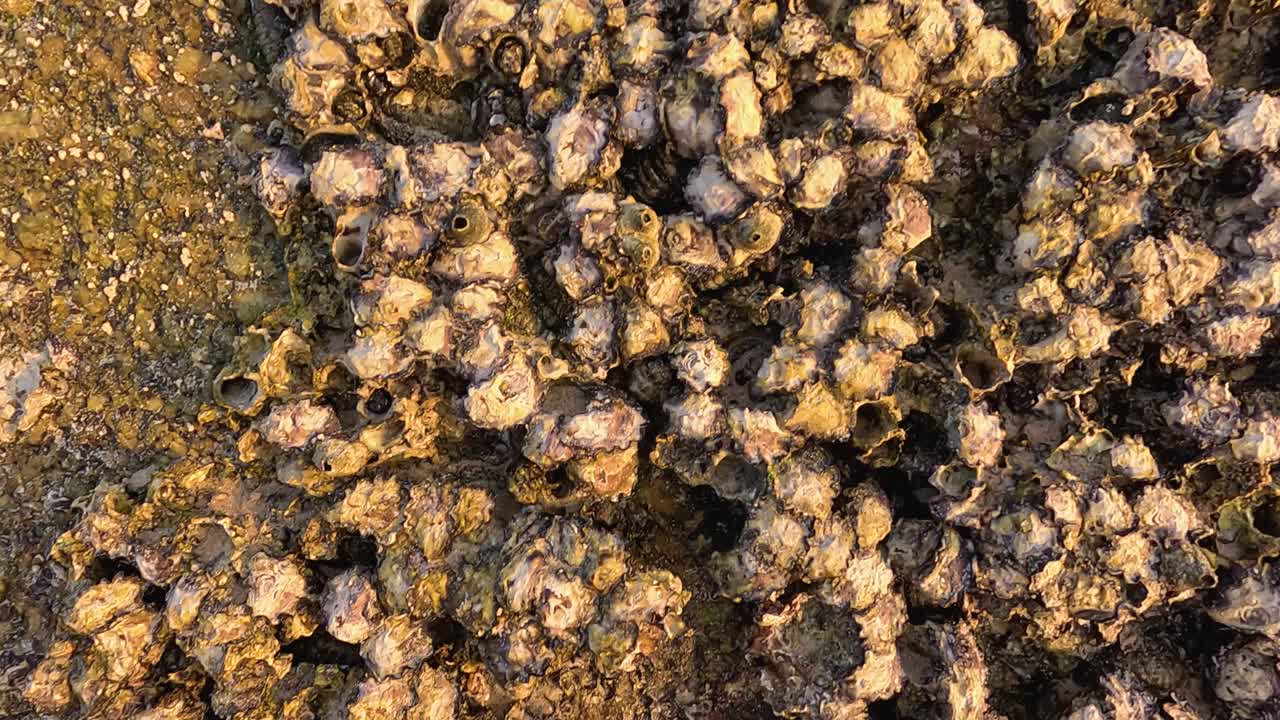 Aerial view of oysters clustered on rocks during sunset in Phuket, Thailand. Warm lighting enhances the natural texture and colors