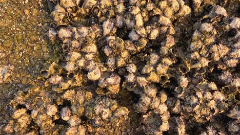 aerial view of oysters clustered on rocks during sunset in phuket, thailand. warm lighting enhances the natural texture and colors