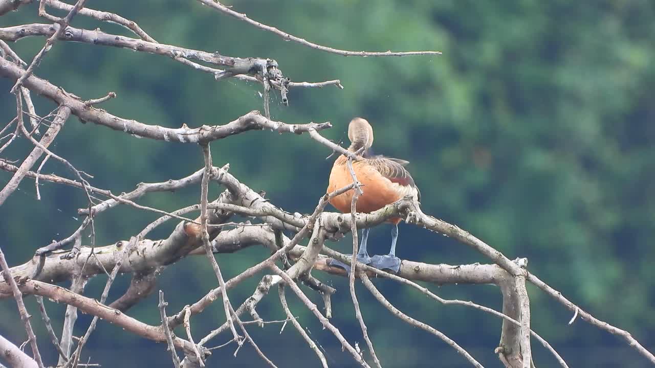 연못에서 놀고 있는 휘파람 오리