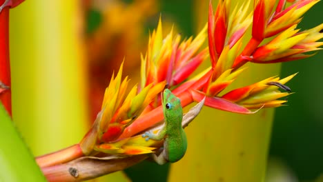 Gecko-feeds-on-flowers-of-this-bromeliad-plant-using-his-tongue-and-hanging-on-the-plant