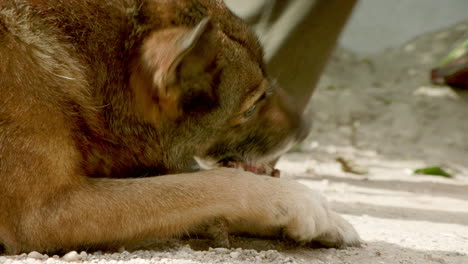 primer plano - un hermoso perro marrón rumano mastica un hueso